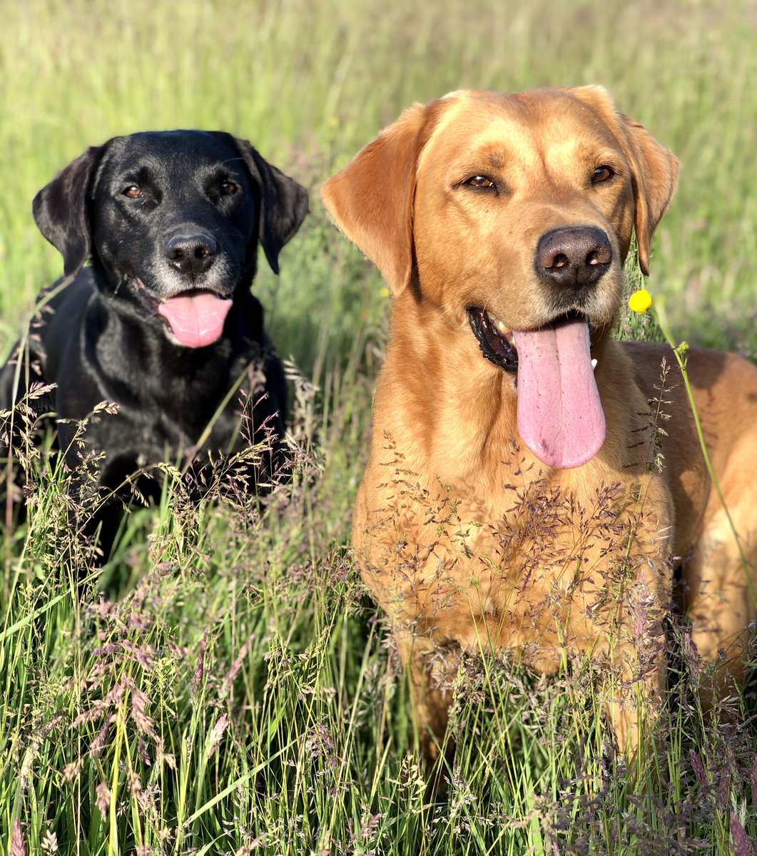 gplen100's tweet photo. Aren’t these boys just the most handsomest boyos you have ever seen 😍🥰😍 #labradorretriever #workingdog @AshdaleDogs #HandsomeHarris #MagicalMuck @polscotdogs the labs just loving being back at work! https://t.co/OWZOytfYiB