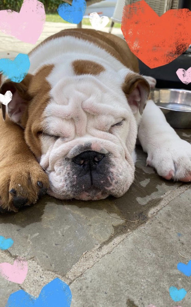 rhinodave26's tweet photo. @ProfKarolSikora Duke 🐾🐾 https://t.co/AiuOFDR22o