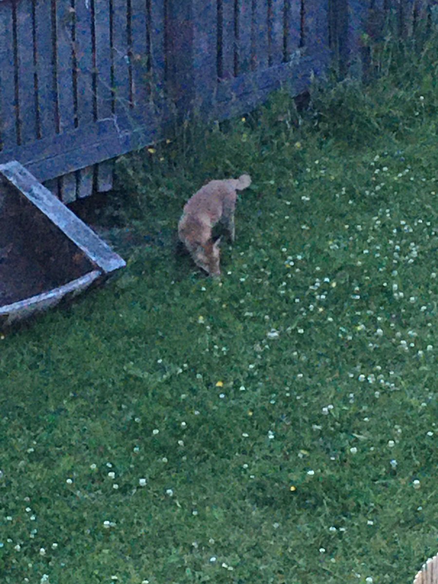 traz_mac's tweet photo. One wee cub out playing tonight. I think it’s throwing about a dead mouse. Keeps chucking it about &amp; then pouncing on it. Fascinating to watch. 🦊 #cubwatch https://t.co/JhBlRHIcqt