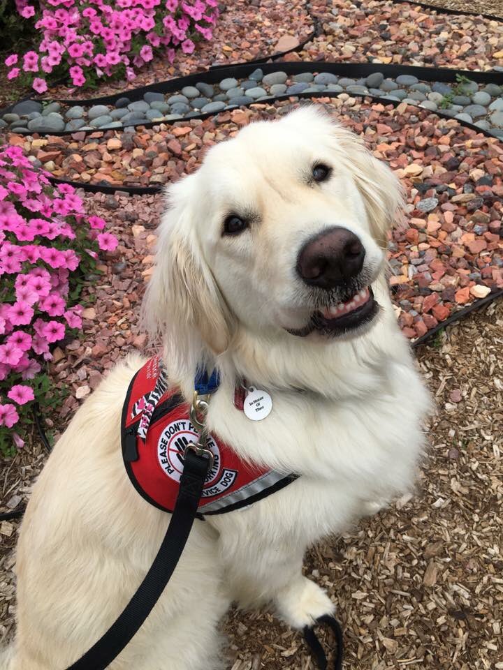 Sending you
A warm fluffy
Show me your teefies
Mom said “CHEESE!” Smile. 

#dogs #cheeseislife #smile #MondayMotivation #ServiceDog