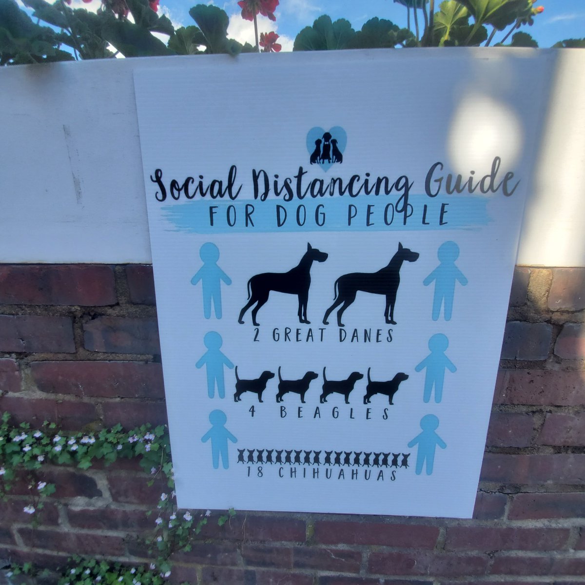 BrenCavanaugh's tweet photo. Rum punches 🧉&amp; social distancing guidelines dog people 💓🐕 #barniclebillys #perkinscove #ogunquit #dogsofogunquit https://t.co/feE2SARu0k
