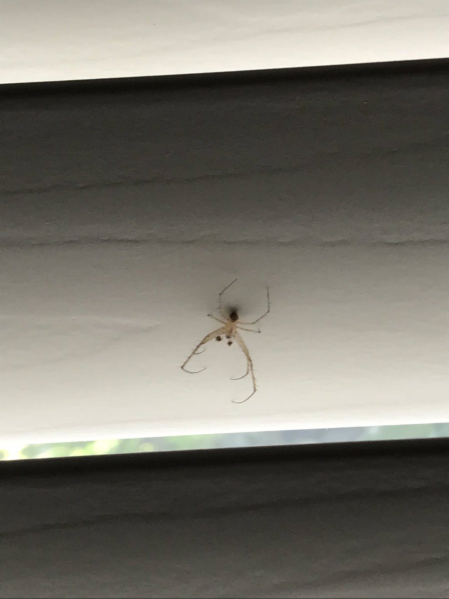 MelanieKuta8's tweet photo. @RecluseOrNot can you help me identify this spider? Phoenix Arizona https://t.co/Onuq4mjQxz