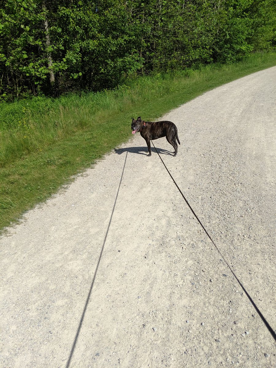jeffreyford8's tweet photo. Me and pig head into the wild. Made it a half hour and had to sit down. It was hot as hell. Sat down 3 times in a mile. #getstartedagain https://t.co/8df8r1aSLP