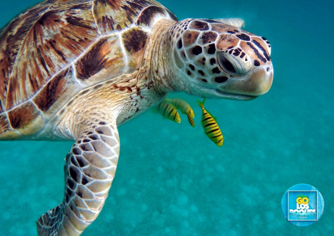 Hoy #8Junio En el Día Mundial de los Océanos, celebramos nuestros mares y vemos por qué necesitamos protegerlos, ahora más que nunca. #diamundialdelosoceanos #losroques #golosroquesvzla