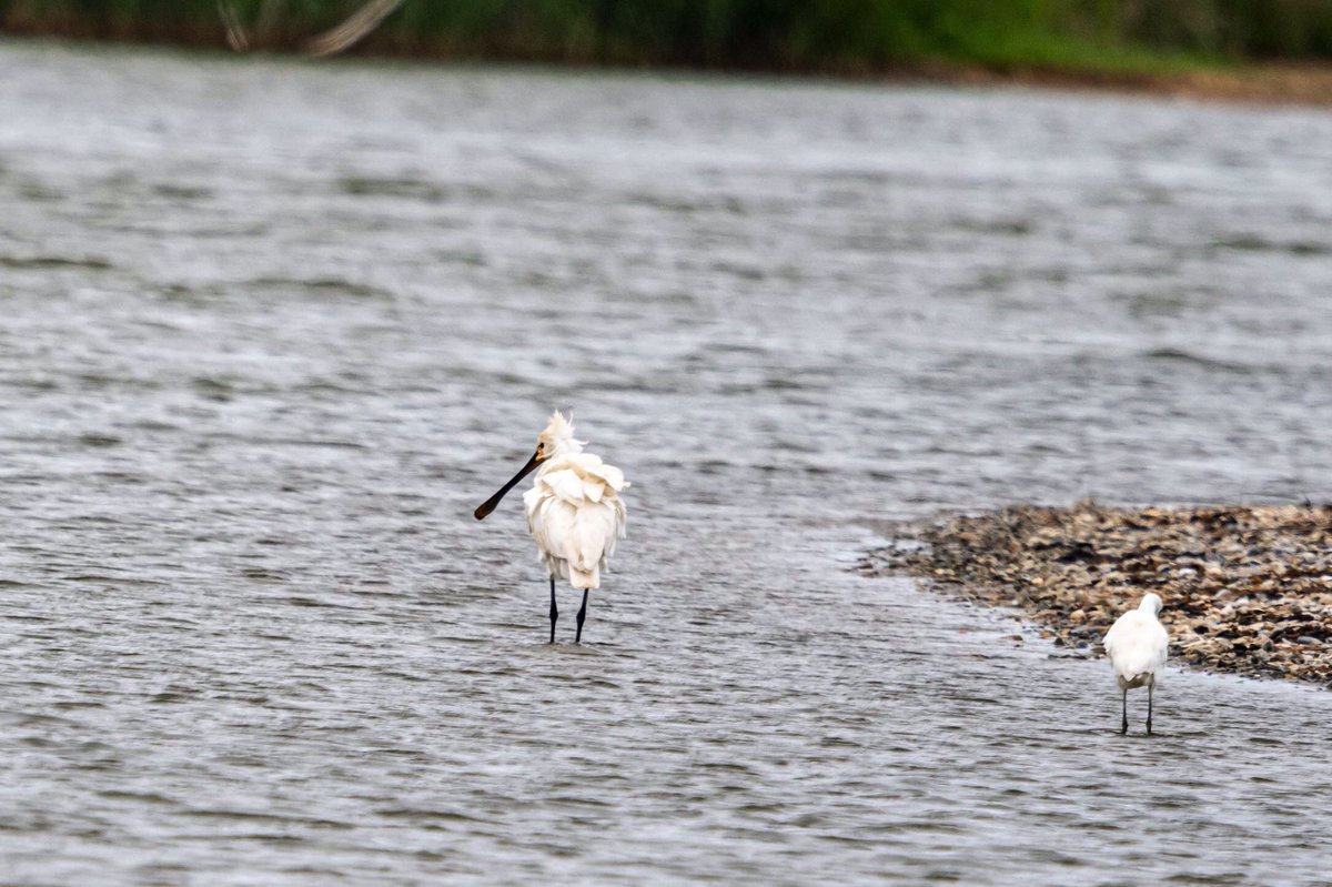 SW_PhotoNature's tweet photo. Spoonbill #rspbsnettisham #rba #norfolk #nwt #spoonbill #birdsofinstgram https://t.co/bL0AleS0JT