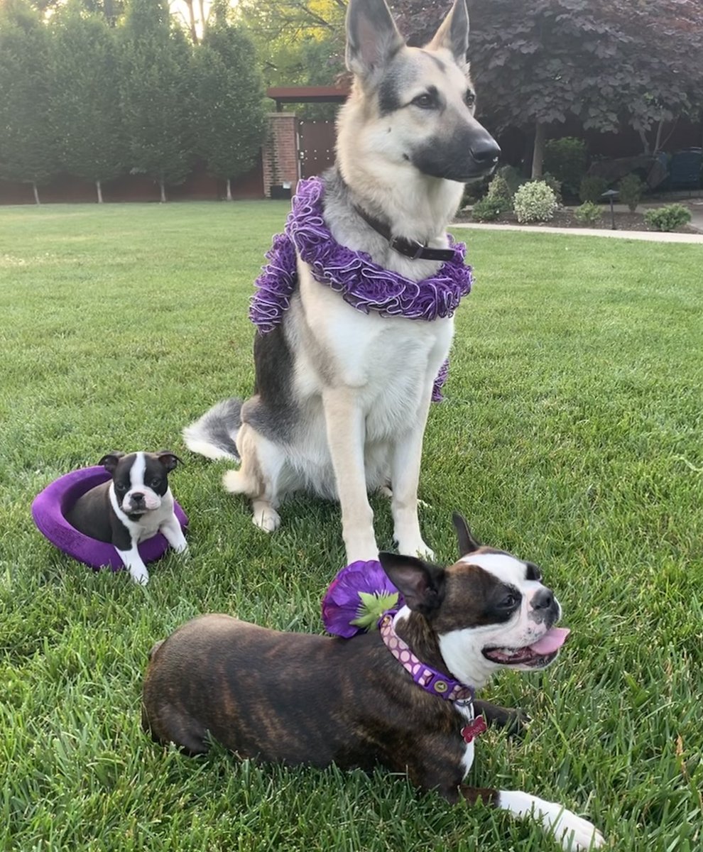 bensalem_owen's tweet photo. We are purple π ready! Are you ready for this Saturday #Walk to #EndEpilepsy ? @SidkapoorMD @ImaEbongMD @VaVol007 @rwardmitch1 @klwil72 @PriyankaYadavMD @CKESN @Zabeen_mahuwala @hollar_sv @Doctorjfred @mamibraheem @UKYneuroscience @NeuroscienceRPA #Epilepsy https://t.co/e3xm2KiD2u