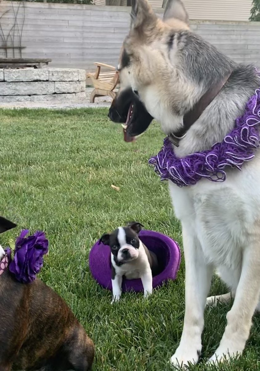 bensalem_owen's tweet photo. We are purple π ready! Are you ready for this Saturday #Walk to #EndEpilepsy ? @SidkapoorMD @ImaEbongMD @VaVol007 @rwardmitch1 @klwil72 @PriyankaYadavMD @CKESN @Zabeen_mahuwala @hollar_sv @Doctorjfred @mamibraheem @UKYneuroscience @NeuroscienceRPA #Epilepsy https://t.co/e3xm2KiD2u