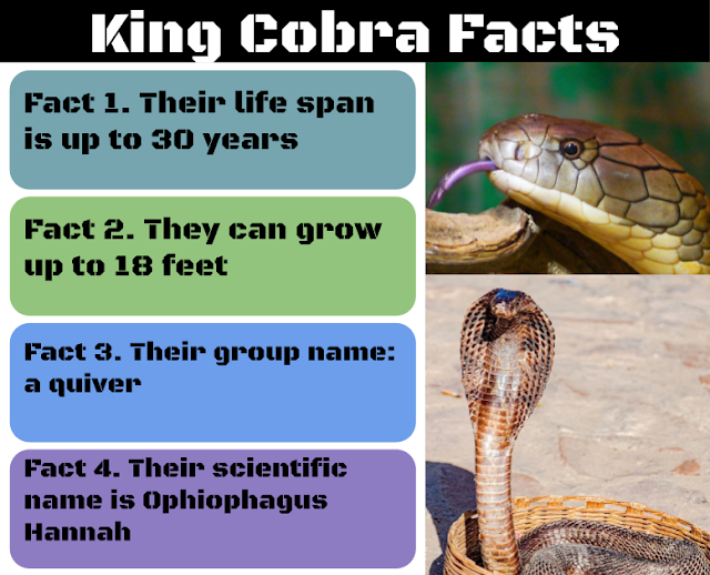 King cobra, facts and photos