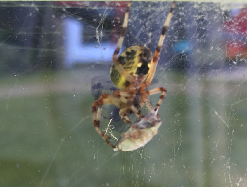 MrGre's tweet photo. #journeenationaleinsectes 
L'heure du lunch! https://t.co/TPorOnN07r