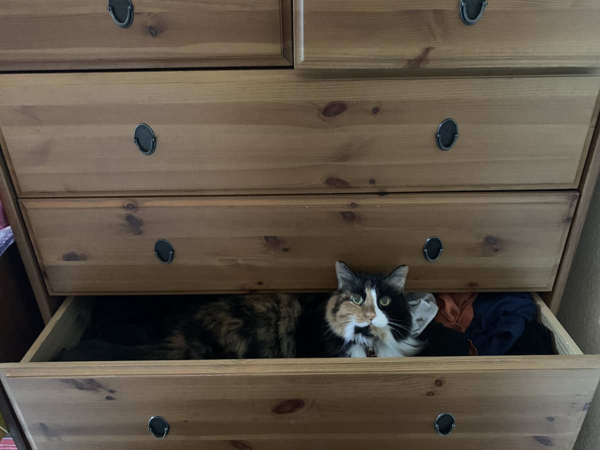 alexrstockwell's tweet image. No wonder I always have to use 4 lint roller sheets on my clothes 🤦🏻‍♀️🐱 #catladyproblems