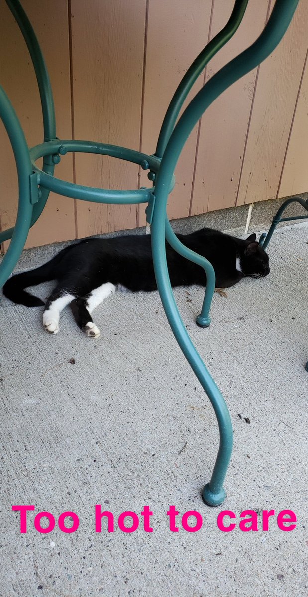 BaracatO's tweet photo. Too hot to care. #summercat #CatsOfTwitter #CatsOfTheQuarantine https://t.co/2OM1gPIE9l