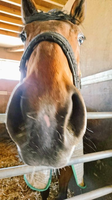 乗馬体験のtwitterイラスト検索結果 古い順