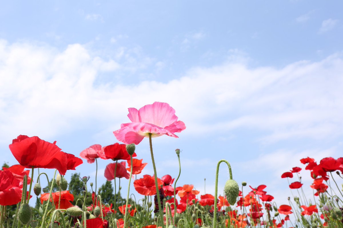 虞美人草 Twitter 搜尋