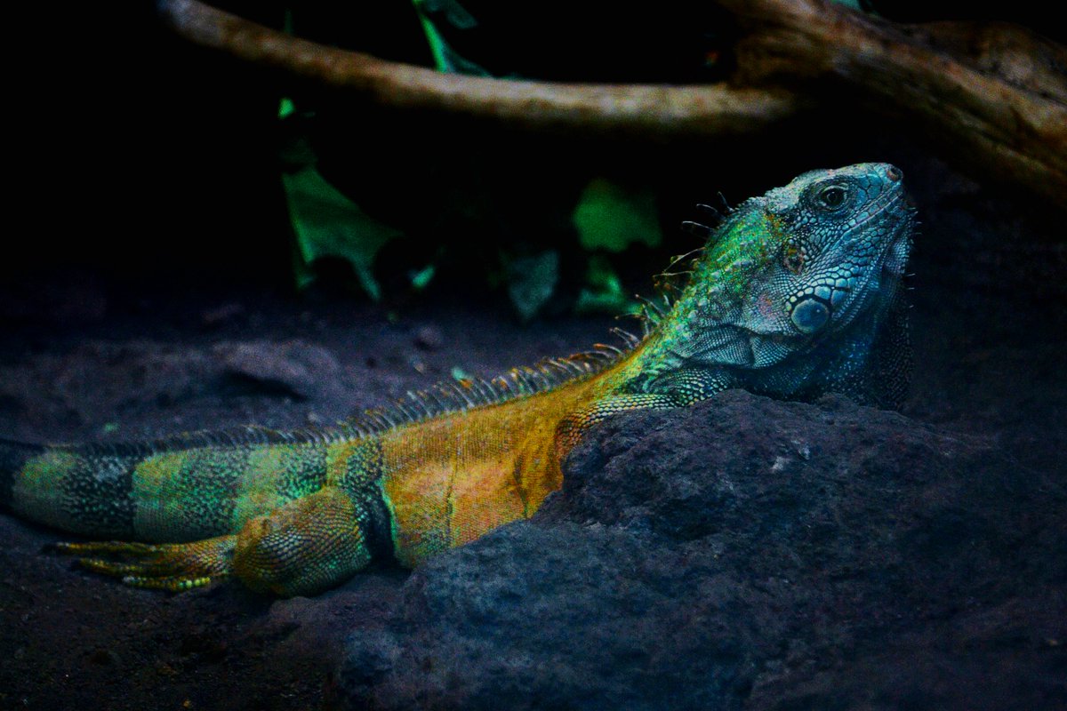 arturomeraec's tweet photo. Hace 99 días, tuve la oportunidad de aventurarme hacia una de los destinos más importantes del #Ecuador. 🇪🇨
Donde pude enmarcar varias especies de los #Zoológicos.
Te dejo el #video que grabe para @alovakno
👉 https://t.co/soiWXVtXmG 👈
#onecapture #nikonecuador #backpacker #bird https://t.co/BqaflyqUSS