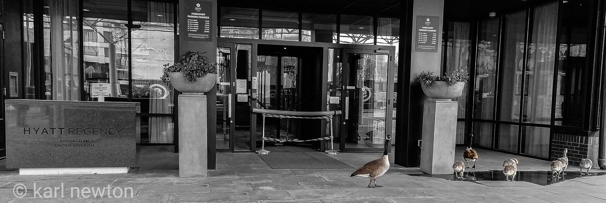 kwn_photouk's tweet photo. I call this one 'checking in' #gesse #wildlife #birds #checkingin #hotel #hyatt #BirminghamUK https://t.co/d0idixPjzI