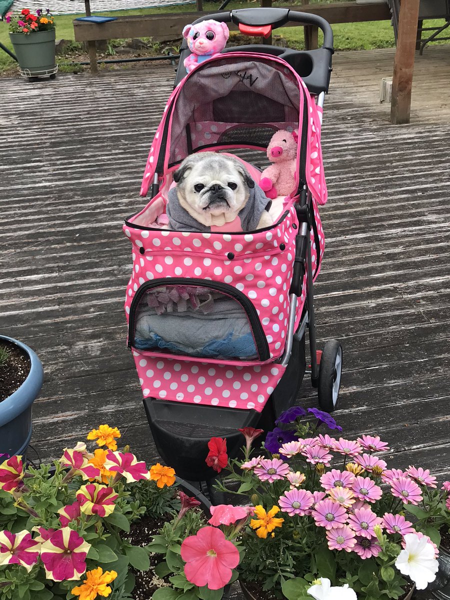 PetuniaMaePug's tweet photo. Good afternoon ๐ since is was kinda rainy ๐ง and lots of big trucks on the road in front of the house we went deck strolling! ๐ Of course #coachdaisy was barking orders to go faster. ๐ถ #seniorpug #dogsoftwitter https://t.co/FPIMmX7nft