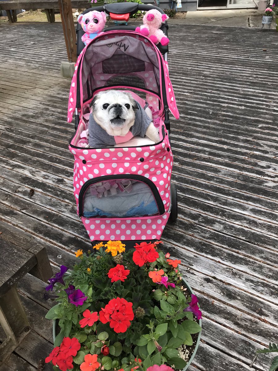 PetuniaMaePug's tweet photo. Good afternoon ๐ since is was kinda rainy ๐ง and lots of big trucks on the road in front of the house we went deck strolling! ๐ Of course #coachdaisy was barking orders to go faster. ๐ถ #seniorpug #dogsoftwitter https://t.co/FPIMmX7nft