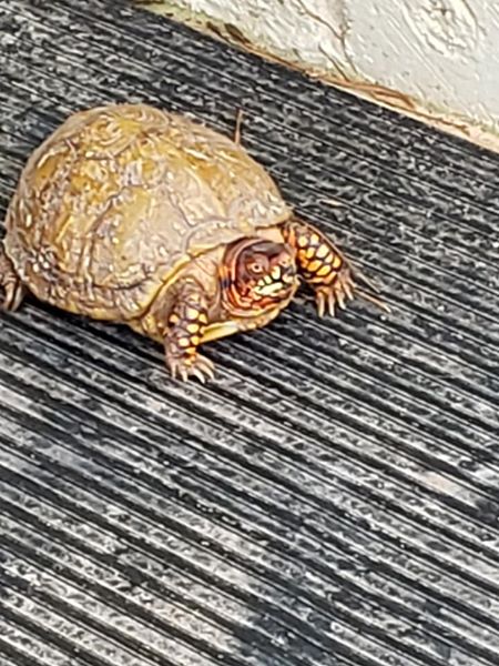 🐢 turtle I saw in the carport this morning