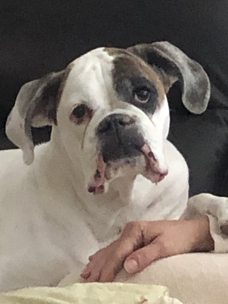 BoxerzruleBrian's tweet photo. @henryboxerchops https://t.co/aJBUsRoZw7
