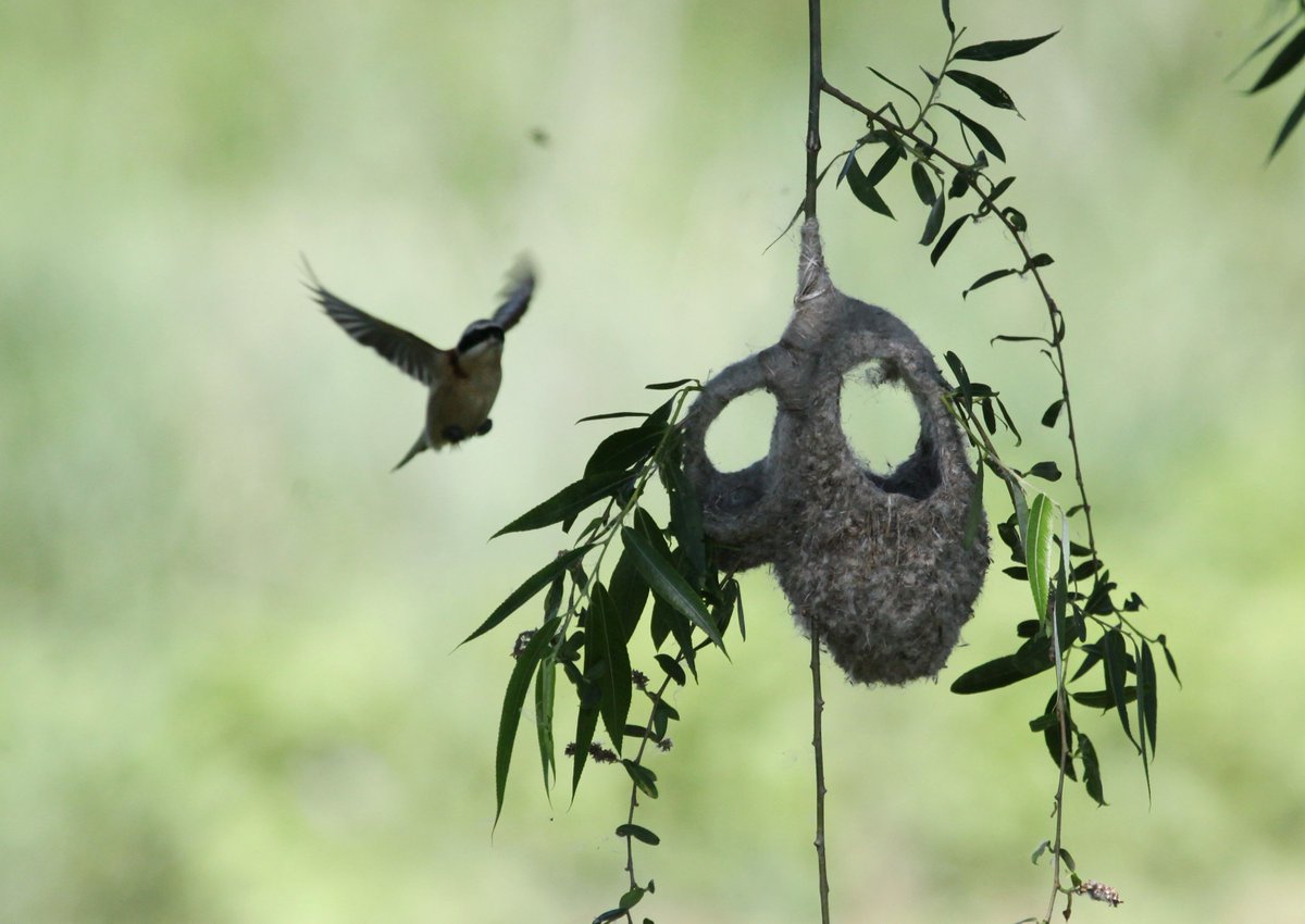 A Chinese Penduline Tit