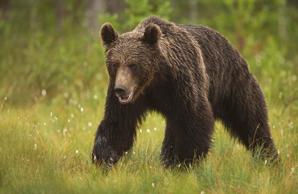 We hope that everybody is well and staying safe during these crazy and worrying times. For anybody that is bored at home here is a few links to some reading material from our blog page! Enjoy! 🐻📸

bearphoto.co.uk/blog/bears-on-…

bearphoto.co.uk/blog/europes-s…

bearphoto.co.uk/blog/3reasonst…