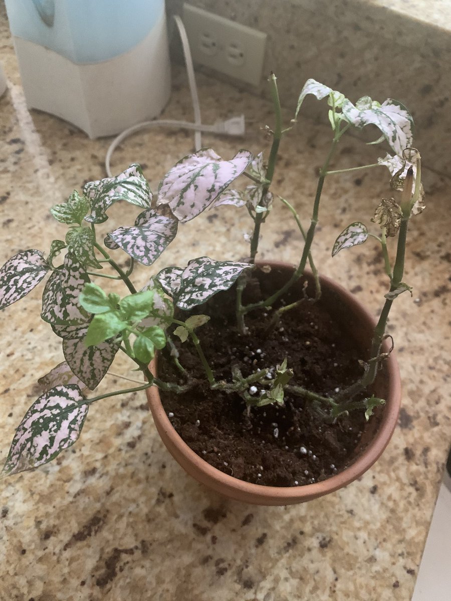 SHlNEhes's tweet photo. @Olivia_Crowley mine died and i dont think wants to come back to life 😓😓 does anyone have tips to save her ive even tried propagation https://t.co/u4zhLZzJMT
