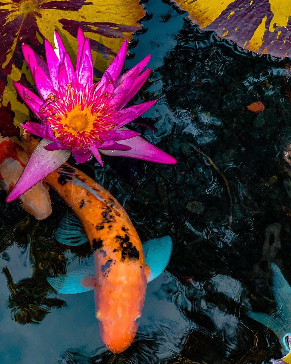 jenny_captures's tweet photo. Koi lilly #Insecure #BestFriendsDay #talkwithwin #NationalBestFriendDay #camping #photography #photographer #apple #shotoniphone #nature #animals #iPhone11ProMax #florida #travel #austinprotest #beautiful #troical #NationalGeographic https://t.co/BmClrDitj0