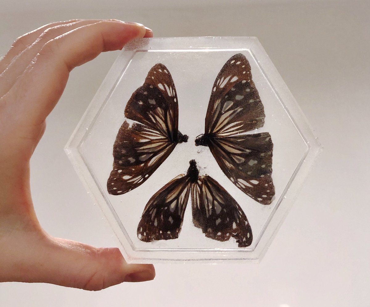 row3n_'s tweet photo. I’m selling this butterfly trinket dish at a reduced price of £15 AND £5 of the sale will go to SARI, an organisation that stands against racism &amp; inequality. Dm me if you’re interested 🖤 https://t.co/31JE7Qq4Xn