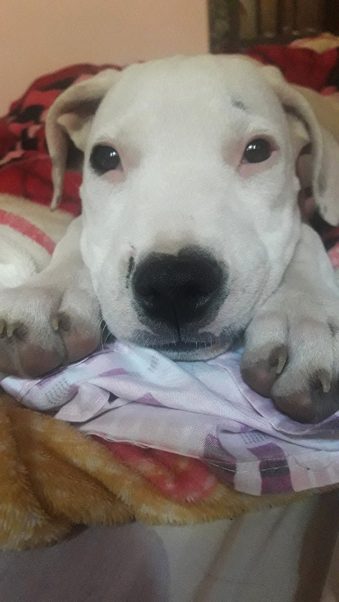 BejaranoJessica's tweet photo. @juanfrankillo Les presento a mi asesina de pumas, me vino fallada por que ella solo es asesina de las plantas de mi mamá y cargadores😂😂😍😍 https://t.co/6HzxBzeS8A
