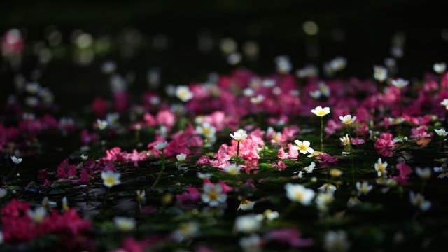 natsunami___'s tweet photo. 清らかな場所でのみ　生きられる。

梅花藻（ばいかも）という花があります。 https://t.co/4AF5JdvPxR
