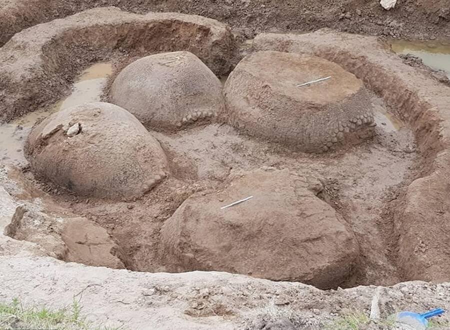 ConFactor's tweet photo. An Argentinian farmer found four 20,000-year-old fossilized glyptodons https://t.co/FYAIr4hFpD