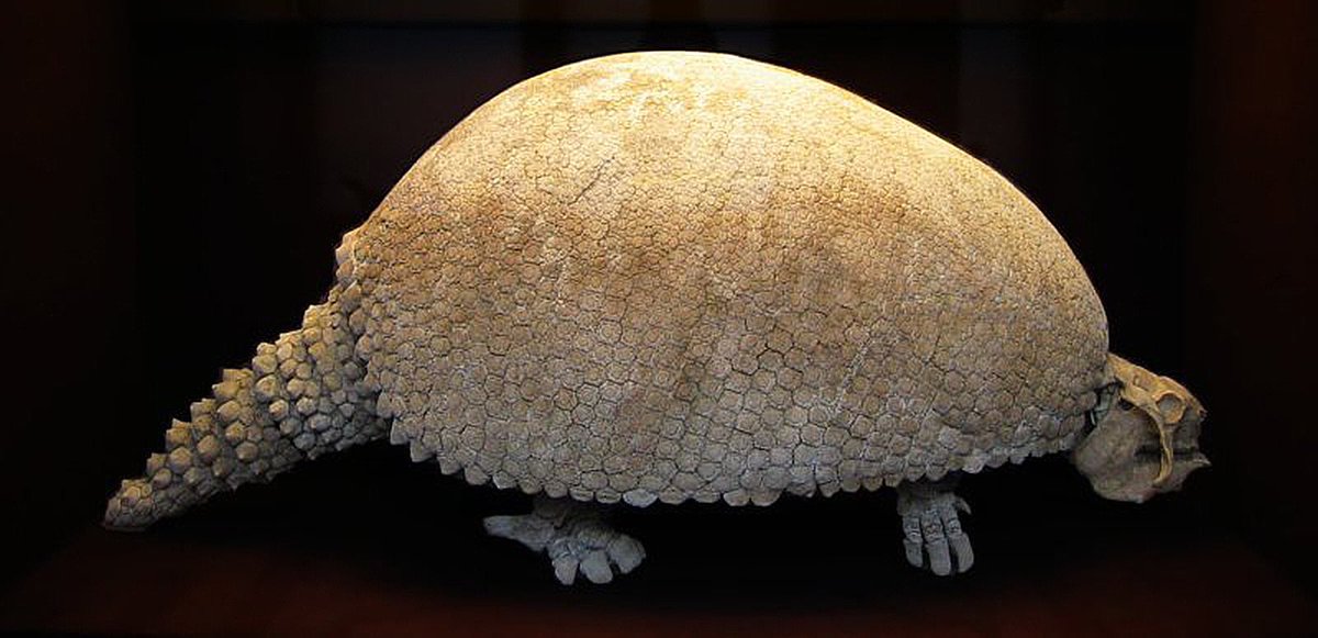 ConFactor's tweet photo. An Argentinian farmer found four 20,000-year-old fossilized glyptodons https://t.co/FYAIr4hFpD