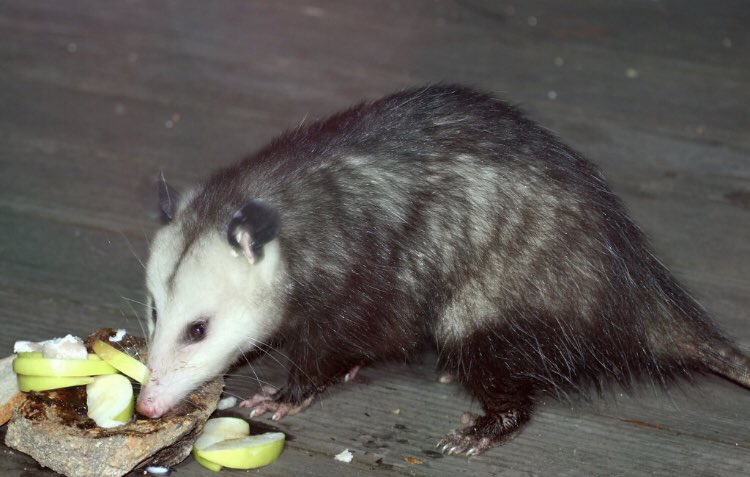 dailyopossum's tweet photo. A hungry friend
#opossum #dailyopossum https://t.co/gXclziG39j