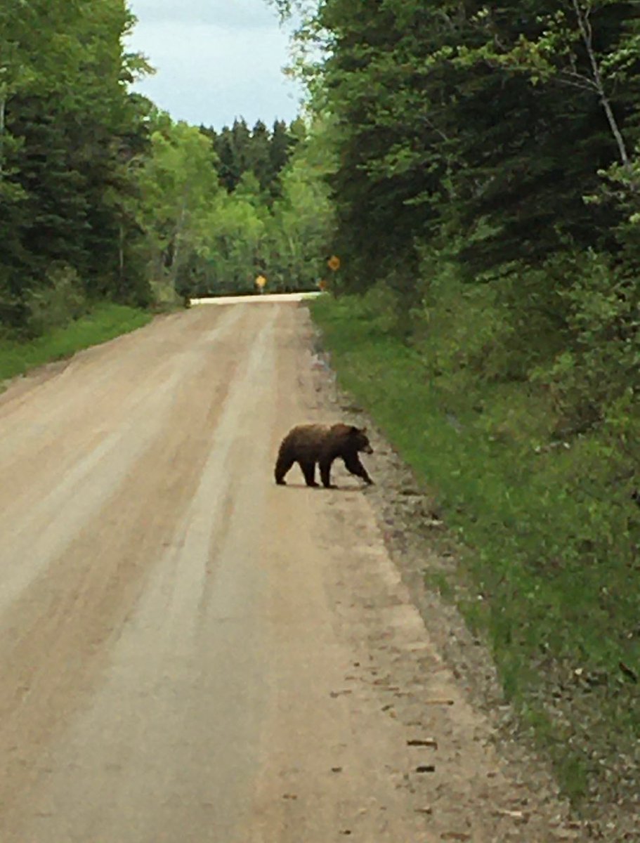 Lots of wildlife roaming around today!  Saw baby elk too.  A little outdoor education for the kids
