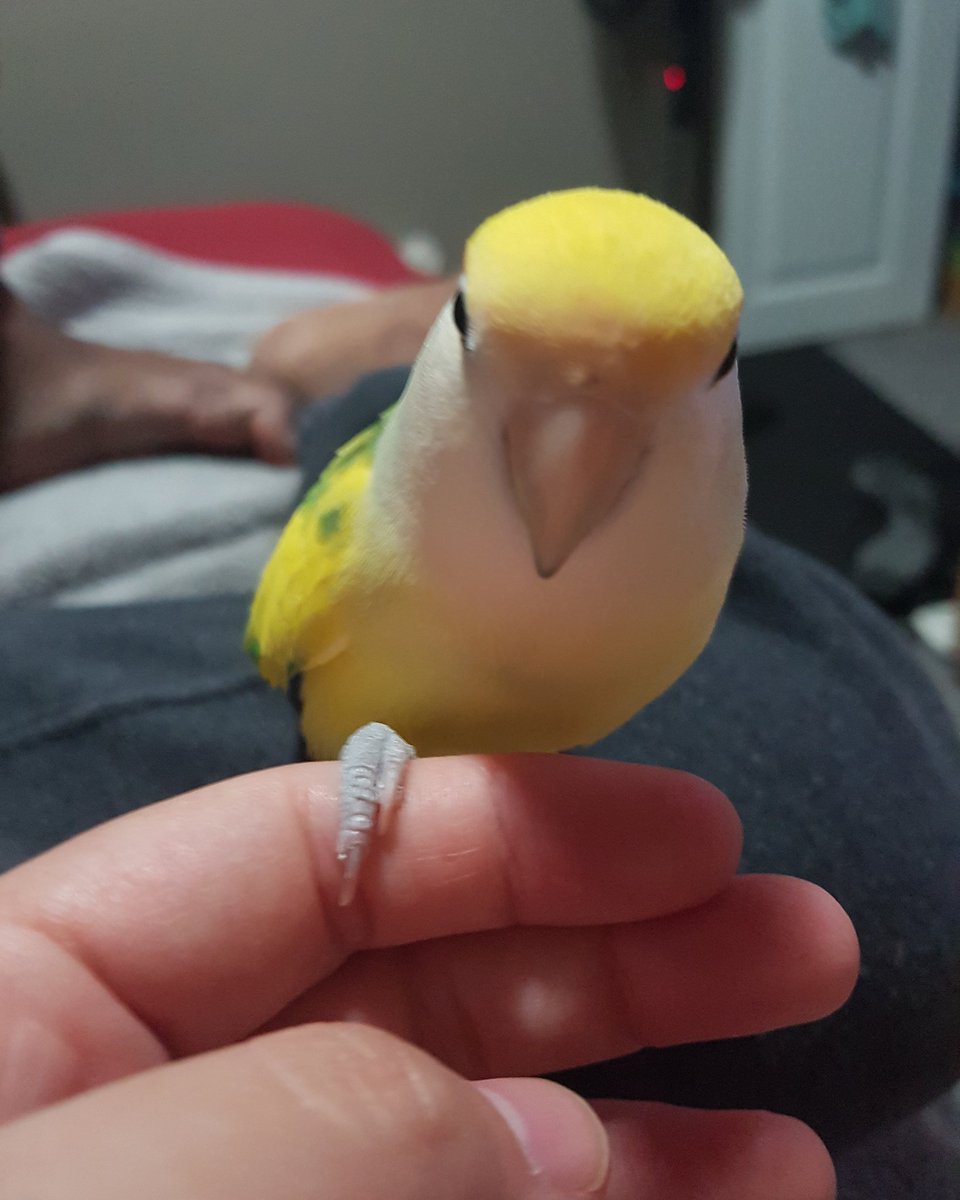 frisbean's tweet photo. Can I have a cuddle mom?!
#frisbean #lovebird #banana #bird #birbs https://t.co/MAA5IMCU8Y