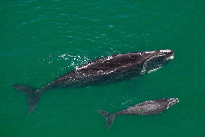 BiologistDan's tweet photo. There are about 408 North Atlantic Right #Whales left. Only about 100 breeding females. Opening the The Northeast Canyons and Seamounts Marine National Monument to commercial fishing puts the entire species at risk. Extinction is forever. RT. Let's stop this https://t.co/w0N7jXR4kN