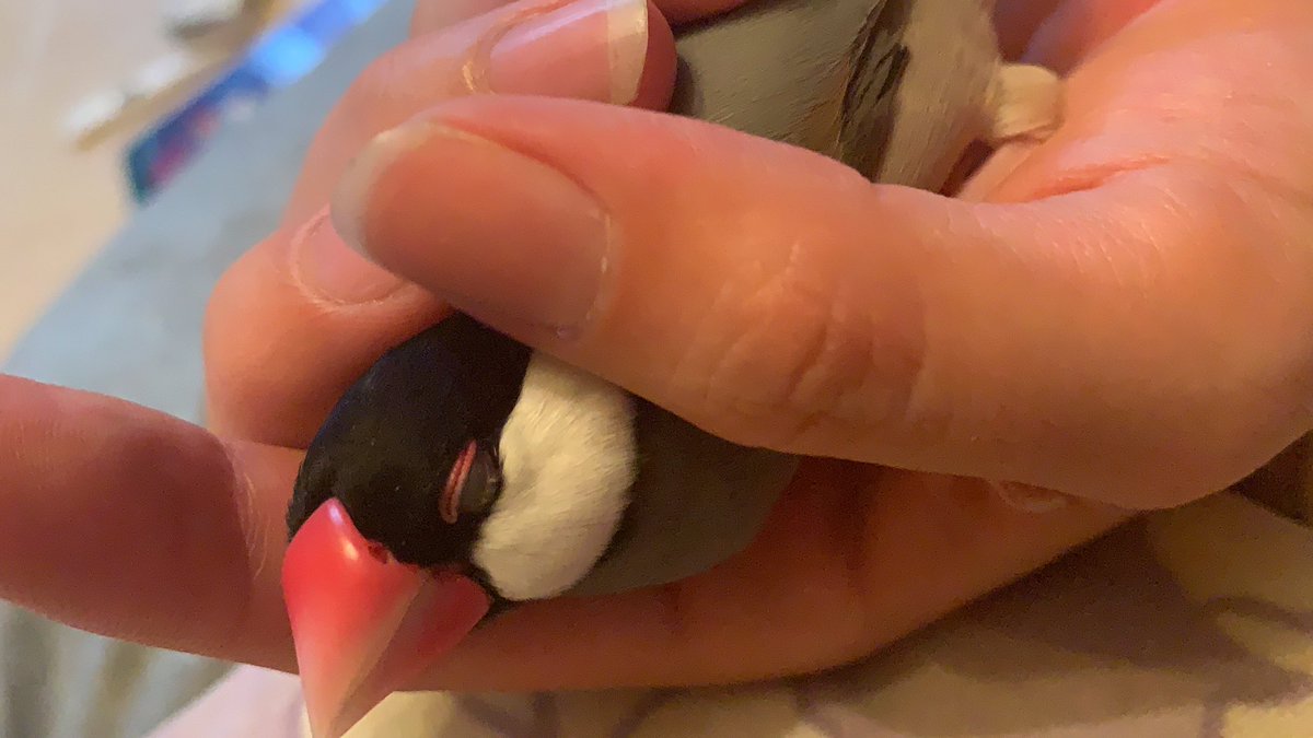 ニギニギ撫で撫でが大好きになりました💕