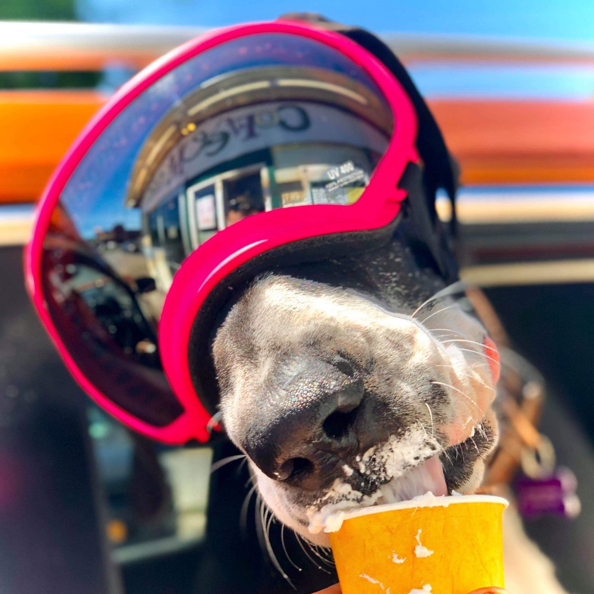Puppuccinos are for good girls who wear proper PPE 😉
#maniacdogs #drivethrudogs #dogswearppetoo