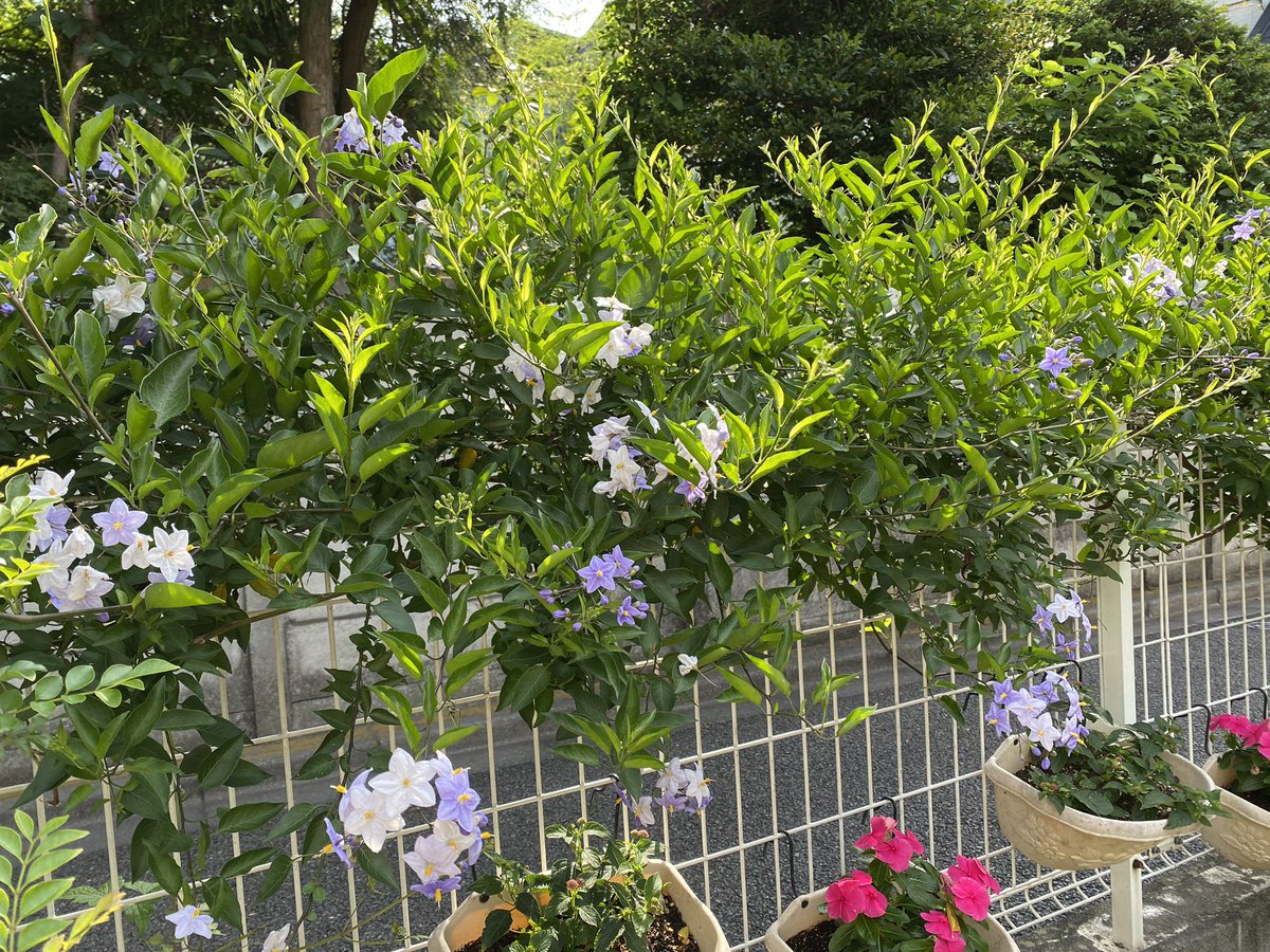 マザーリーフ おはようございます うちの ツルハナナス が賑やかに咲き出しました 涼しげな色はこの時期嬉しいです 英名potrero Vineジャガイモの花に似ています 花言葉 さみしがりや 微笑み 近くに咲く紫陽花の色合いいい感じ 穏やかな1日で