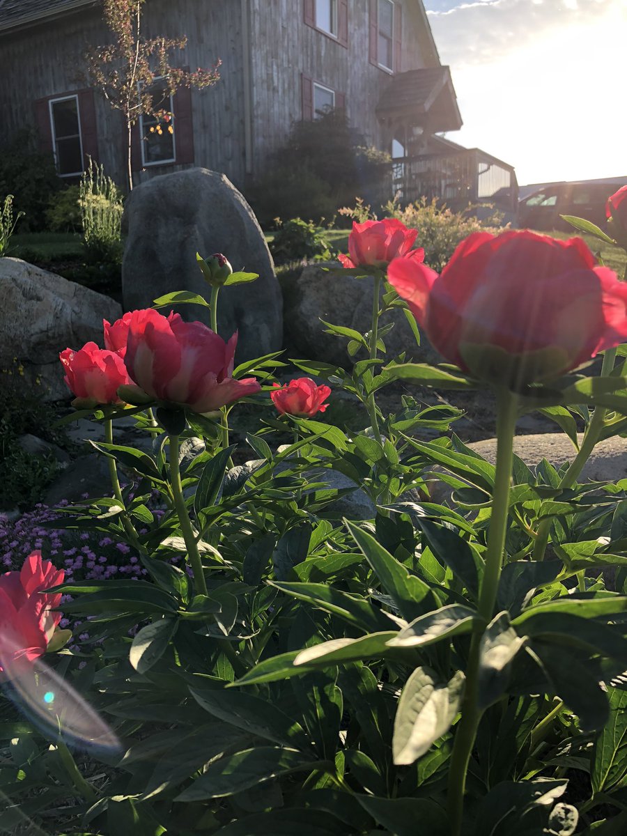 JoannaMWallace's tweet photo. My favourite has burst into bloom today! #bloom20 https://t.co/10gtZwSNA4