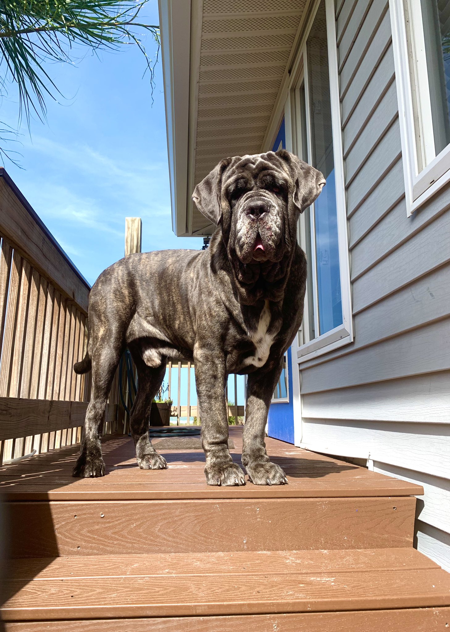 180 lb dog 2025