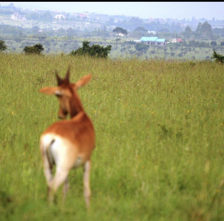 Day 3/7 #mylifeinpictures Rules: No words, no People. 
Nominate someone everyday. 
I was nominated by <a href="/Mohamed72371258/">Mohamed Safwat</a> today i nominate <a href="/arch_mostafa982/">Mostafa</a>