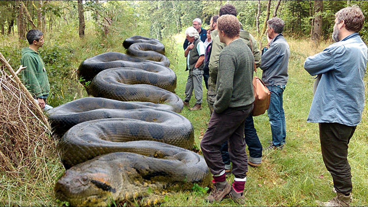 Ο χρήστης Hollywood Horror Museum στο Twitter: "The Largest ANACONDA snake  ever seen was in 1961. It was 50 feet long, weighed 800 pounds and was  eating a steer. When a helicopter