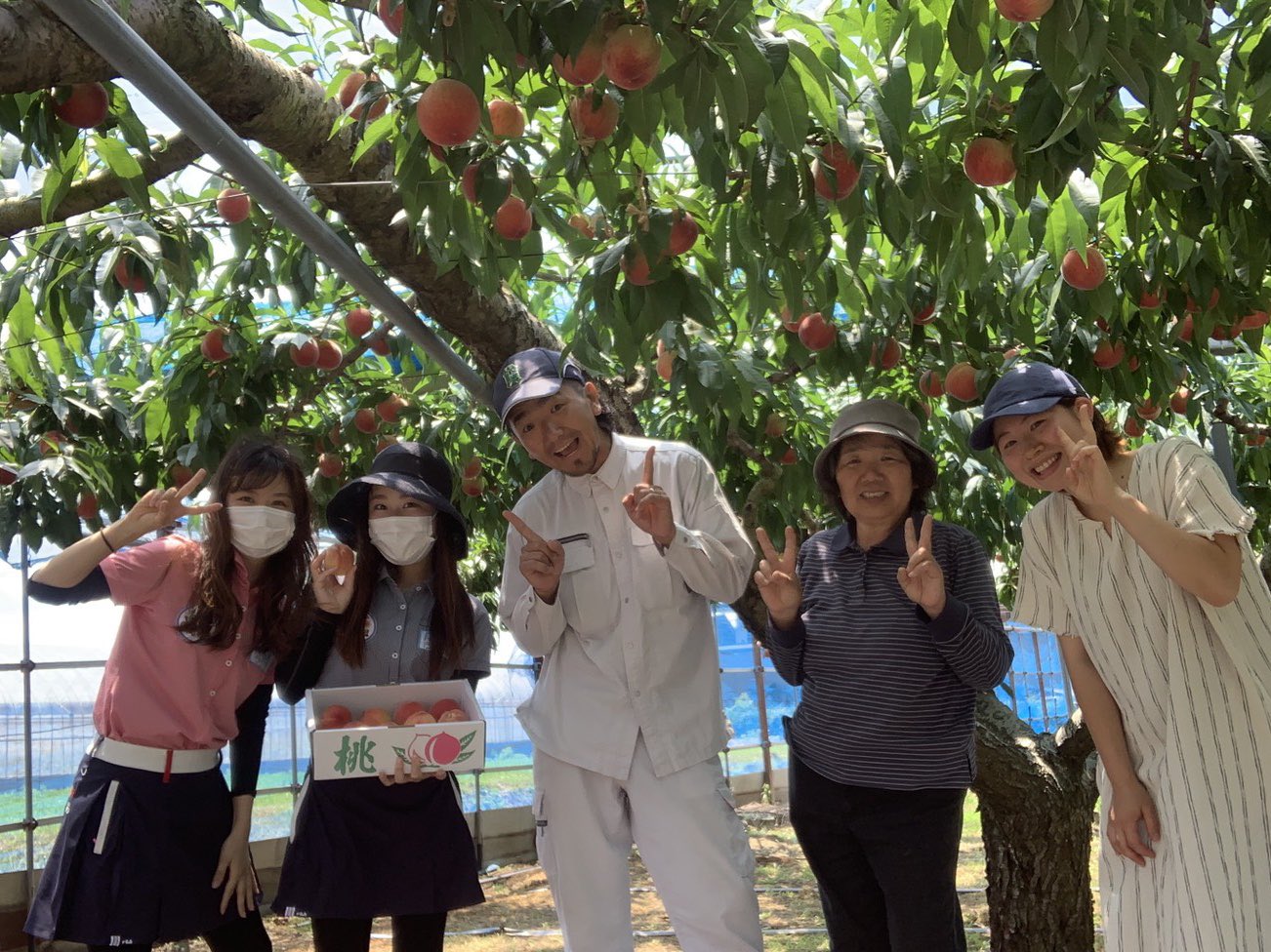 Rkkラジオ ミミーキャスター いよいよ 桃狩りシーズン到来 今週13日 土 から桃狩りがスタートする西川農園へ 一足先にお邪魔しました 1本の桃の木に1 700個の実が成っているなんて 驚き 品種 はなよめ