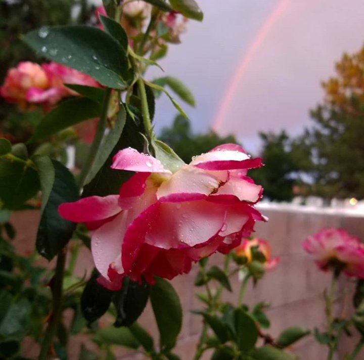 efren44d's tweet photo. Side Yard Rose. #Roses #Rose #SpringTimeRose #SpringTime #Spring #Spring2020 #SpringTimeinAlbuquerque #SpringTimeinNewMexico #Rainbow #Albuquerque #NewMexico #Southwest #USA https://t.co/sukv58zhnF