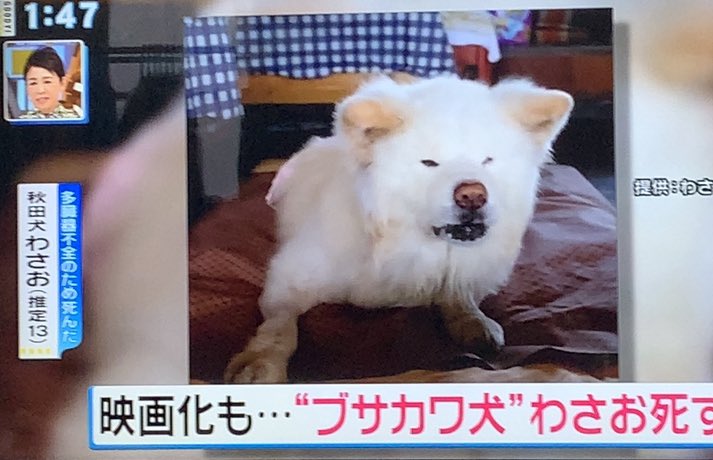 ブサカワ犬