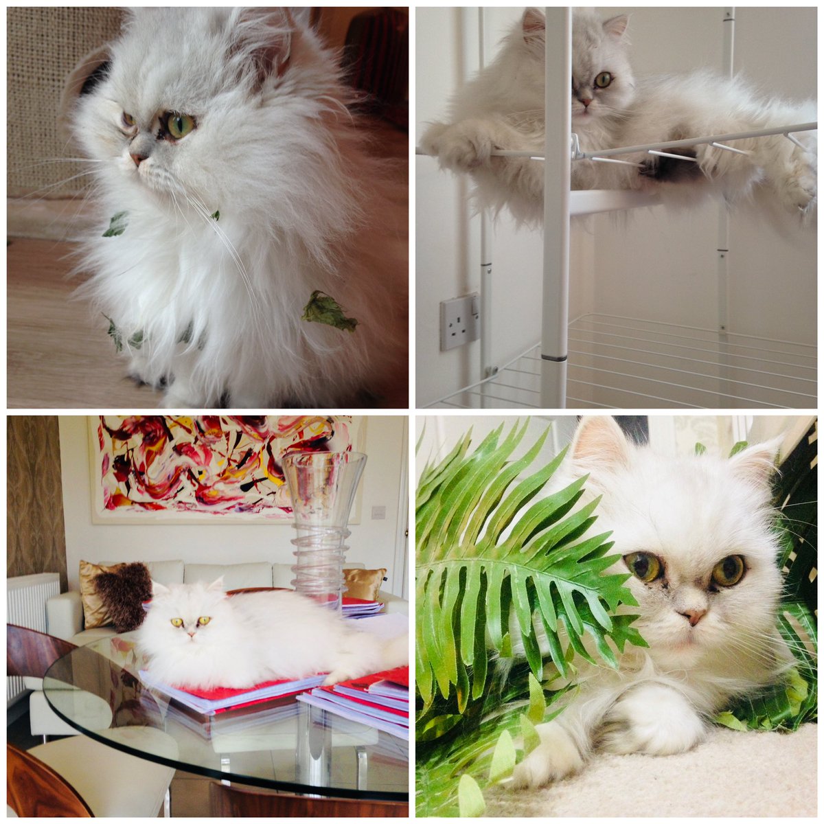 PATCarletonHigh's tweet photo. Awwwww, so this is Coco Channel Cross! It’s Mrs Cross #cute and #veryfluffy persian chinchilla cat! #Partofthefamily #CocoCross #Meow #CHSPetShow 😍😍😍😍 https://t.co/2UnOAkuxIW