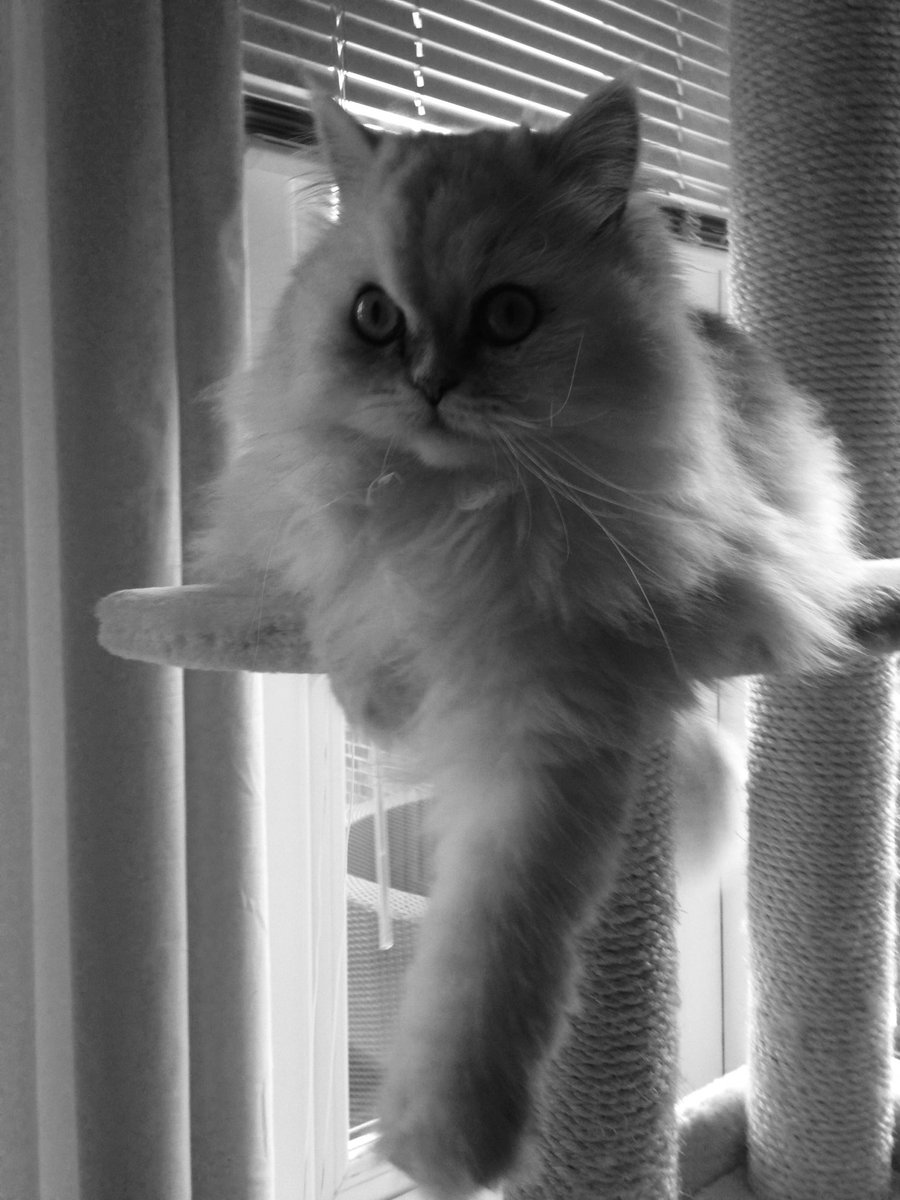 PATCarletonHigh's tweet photo. Awwwww, so this is Coco Channel Cross! It’s Mrs Cross #cute and #veryfluffy persian chinchilla cat! #Partofthefamily #CocoCross #Meow #CHSPetShow 😍😍😍😍 https://t.co/2UnOAkuxIW