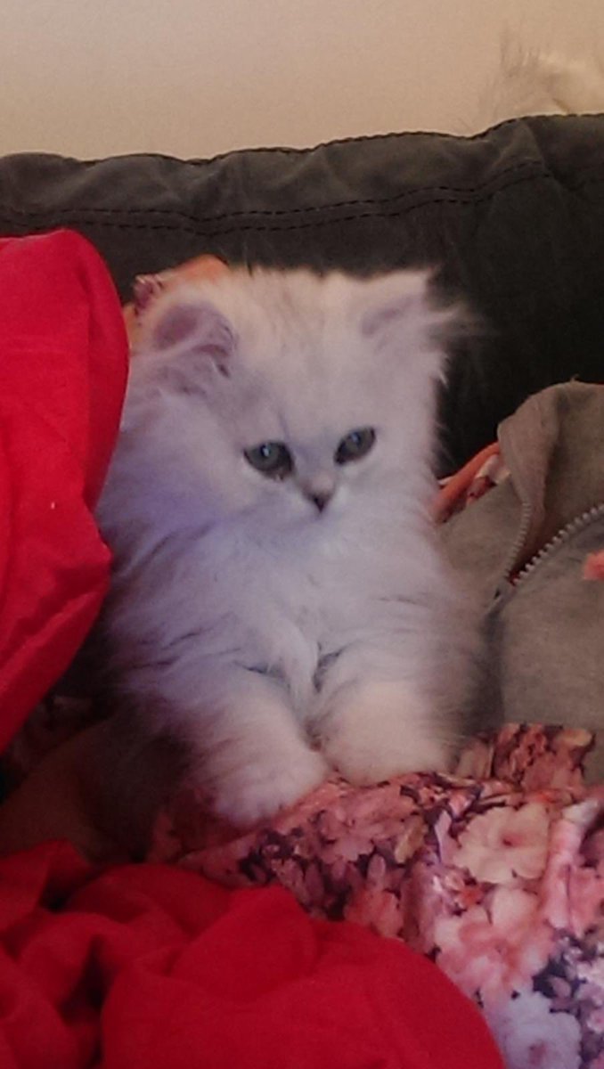 PATCarletonHigh's tweet photo. Awwwww, so this is Coco Channel Cross! It’s Mrs Cross #cute and #veryfluffy persian chinchilla cat! #Partofthefamily #CocoCross #Meow #CHSPetShow 😍😍😍😍 https://t.co/2UnOAkuxIW