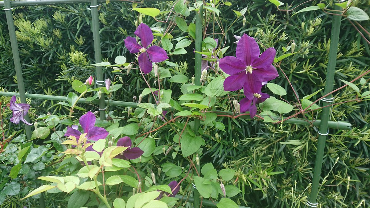 ジャックマニー